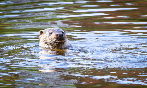 istock Eurasian otter swimming 1135314823