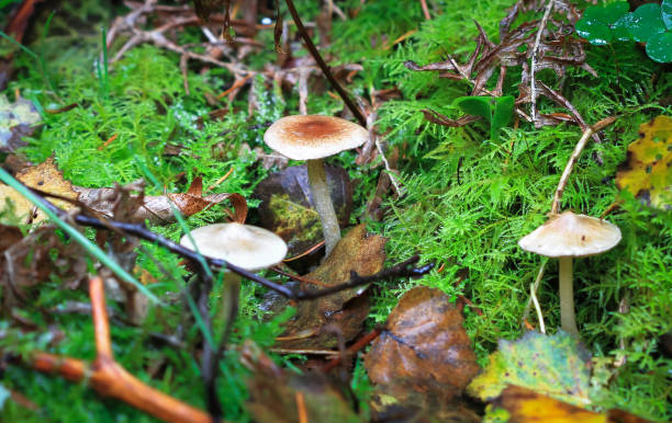 istock Wild mushrooms growing in England 1135314975