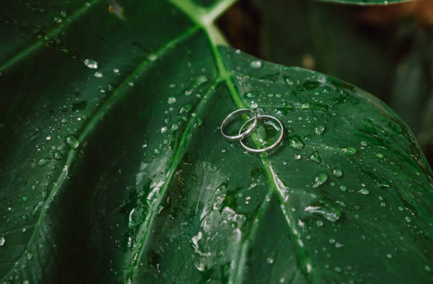 istock wedding rings gold palm leaf water drops 1135315170