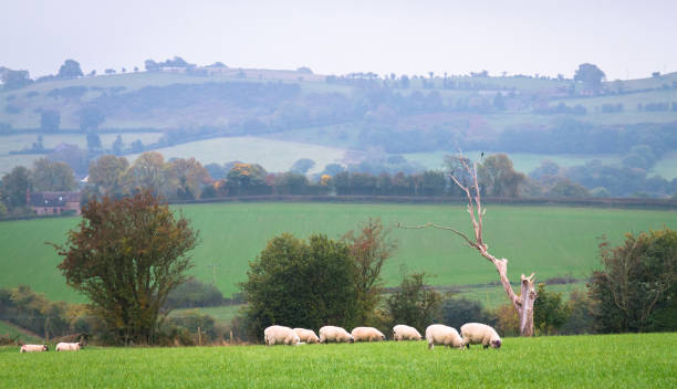 istock Sheep grazing in rural countryside in England 1135315934