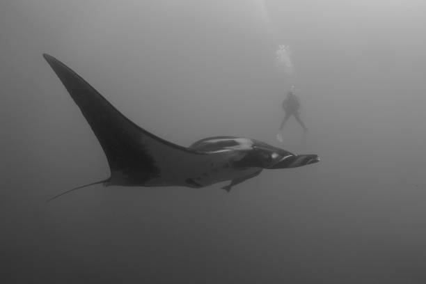 um mergulhador que amou uma raia de manta na ilha de socorro - manta ray - fotografias e filmes do acervo