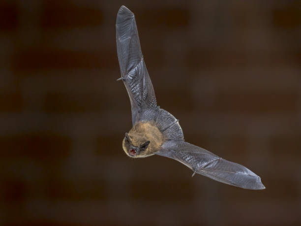 istock Flying Pipistrelle bat in front of brick wall 1135315973