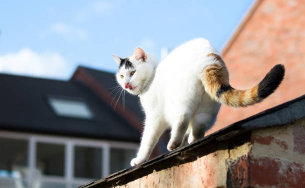 istock White house cat on a roof 1135316098