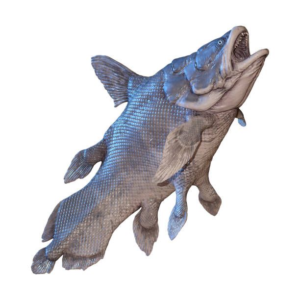 istock 3D illustration Mawsonia fish on white 1135316296