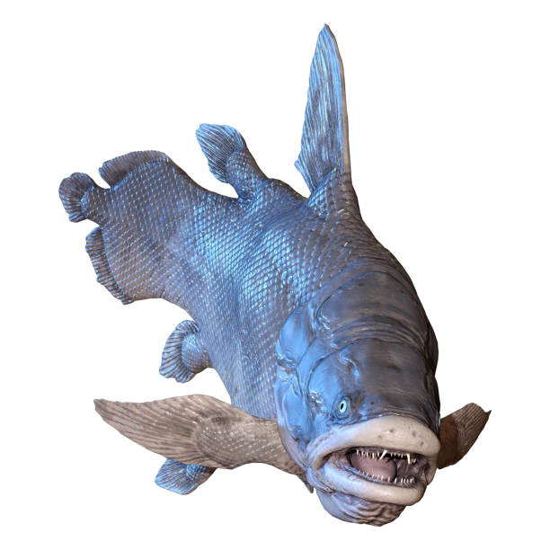 istock 3D illustration Mawsonia fish on white 1135316316