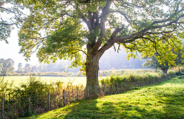 istock Oak tree in a sunny meadow in England 1135316540