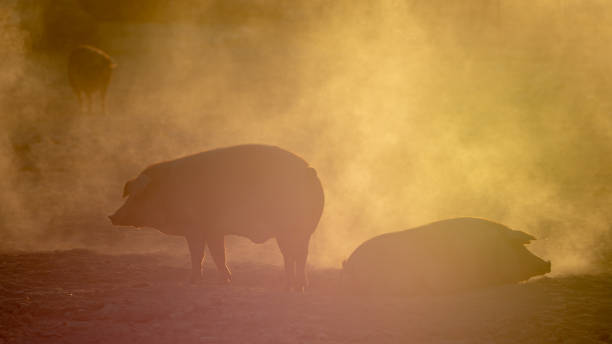 Iberian pig in the meadow stock photo