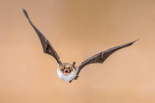 istock Flying Natterers bat isolated on bright brown background 1135317659
