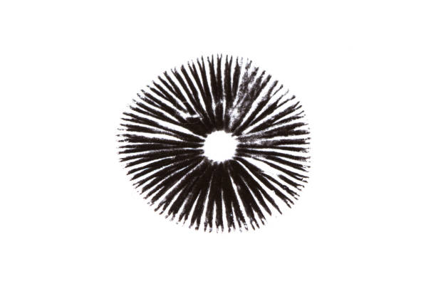 Black spore print of a mushroom on white paper A mushroom leaves a black spore print on a white background. spore photos stock pictures, royalty-free photos & images