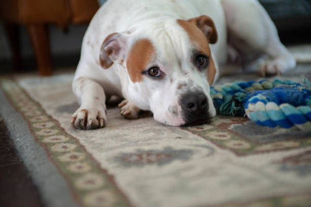 istock Staffordshire Bull Terrier Pitbull 1135318364