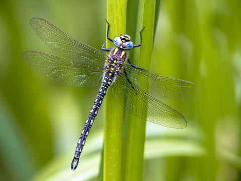 Hairy dragonfly (Brachytron pratense) resting on vegetation on vivid green background
