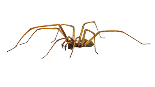 istock Giant house spider sideview isolated on white background 1135319415