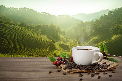 Hot coffee cup with fresh organic red coffee beans and coffee roasts on the wooden table and the plantation background with copy space for your text.