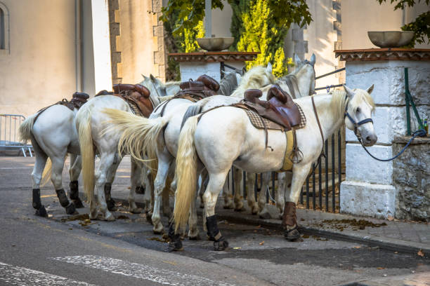 White saddled horses waiting on traditional Abrivado bull running festival in Southern France