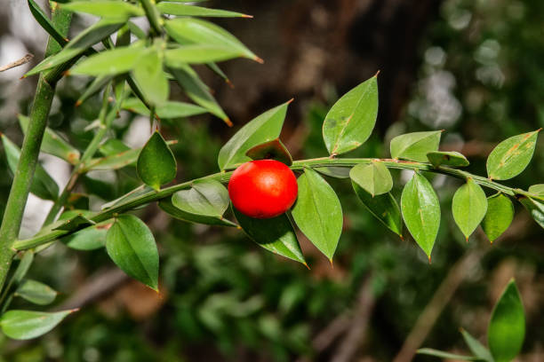 istock Cotoneaster horizontalis, with red berries and little leaves 1135319924