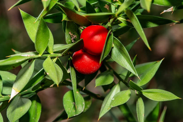 istock Cotoneaster horizontalis, with red berries and little leaves 1135319967