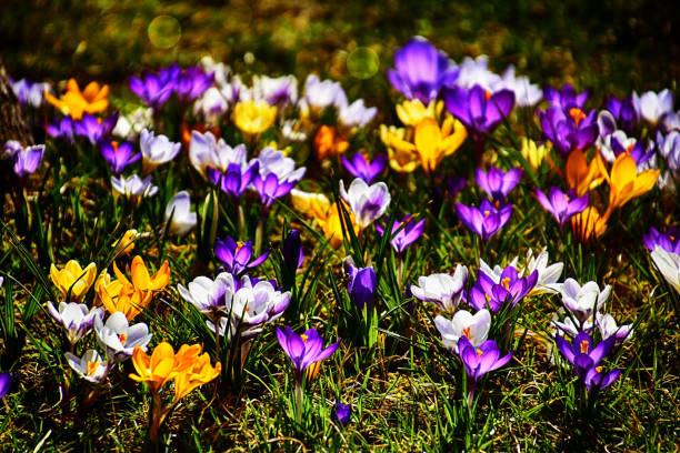 istock colorful crocuses in the garden 1135322679