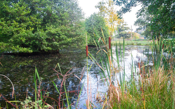 istock Pond with reedmace (Typha sp.) in England 1135322887