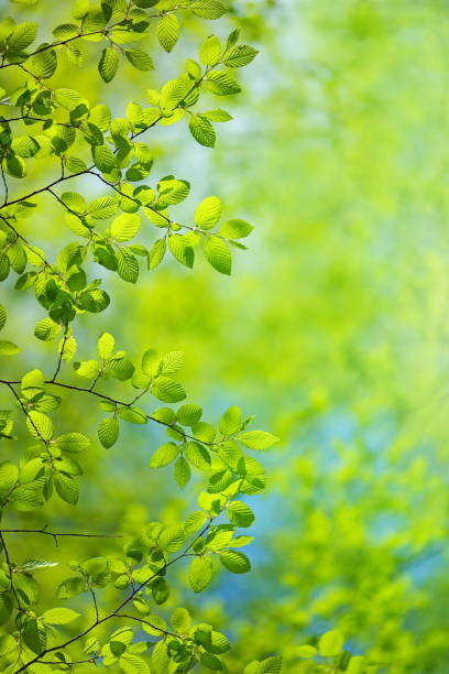 hojas de primavera - beech leaf leaf green close up fotografías e imágenes de stock