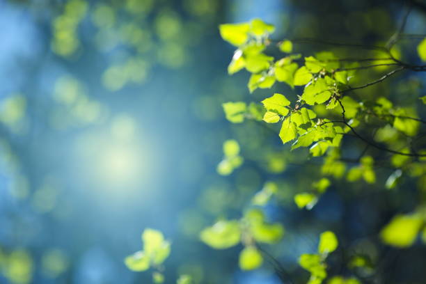 wiosenne liście - beech leaf leaf green close up zdjęcia i obrazy z banku zdjęć