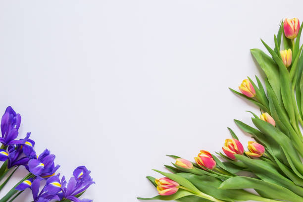 istock Tulips and irises on a white background, blank 1135324557