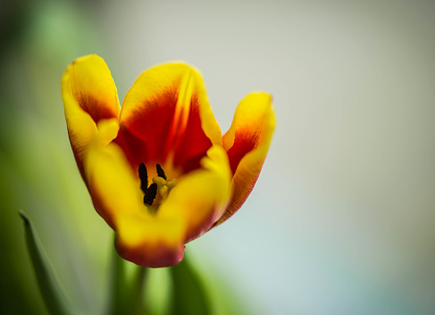 Image of spring bouquet of multicolored tulips in glass jar on windowsill against light, selective focus