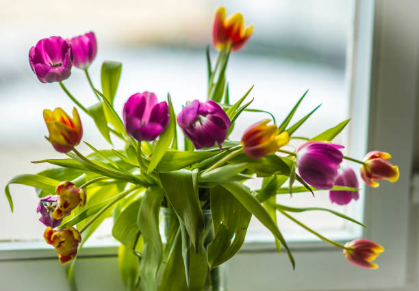 istock Spring bouquet of multicolored tulips in glass jar on windowsill against light, selective focus 1135325965