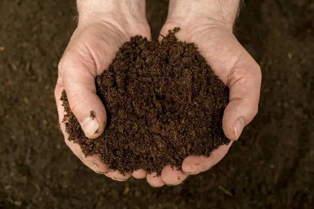 Compost - natural fertilizer in the hand