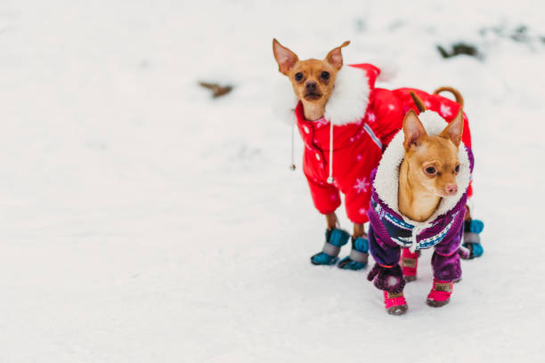 istock Dog clothing from the cold. 1135329535