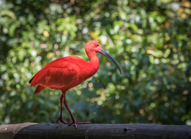 istock Scarlet Ibis or Eudocimus ruber 1135330035