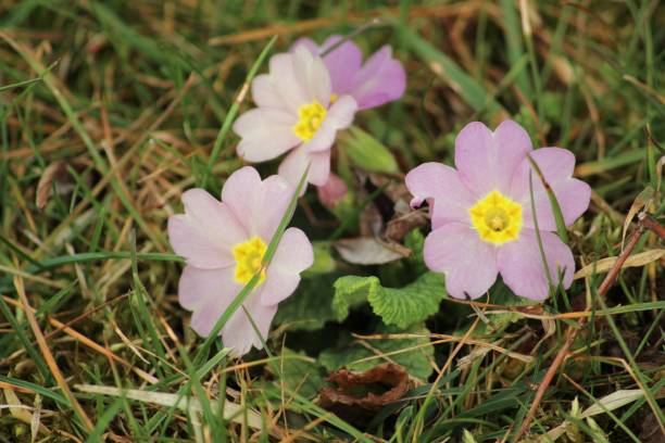 istock Nature of March in Marcellaz 1135330073