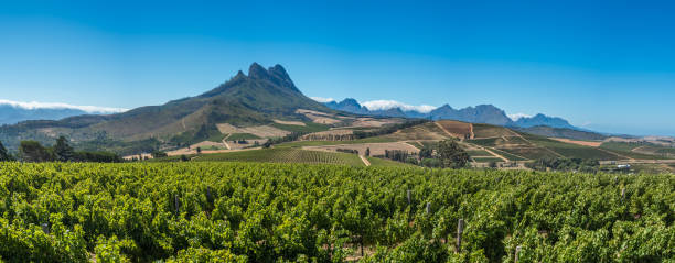 beau paysage du cap winelands, région viticole en afrique du sud - panoramic landscape south africa cape town photos et images de collection