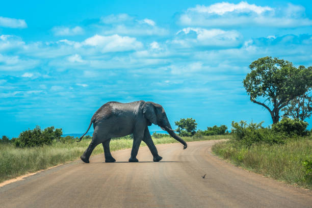 elephant crossing the road, parc national kruger, afrique du sud - raid 5 photos et images de collection