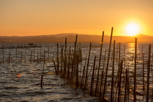 istock Calm in the valencia lagoon at sunset 1135331326