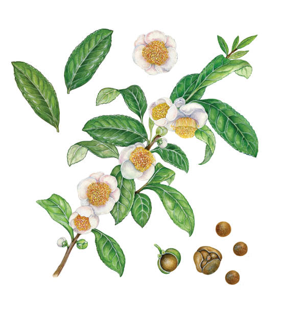 botanical illustration of a plant of tea (Camelia sinensis) botanical illustration of a plant of tea (Camelia sinensis) with leaves, flowers and seeds on white background camellia plant stock pictures, royalty-free photos & images