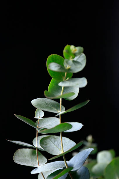 istock Green leaves in natural sunlight 1135332492