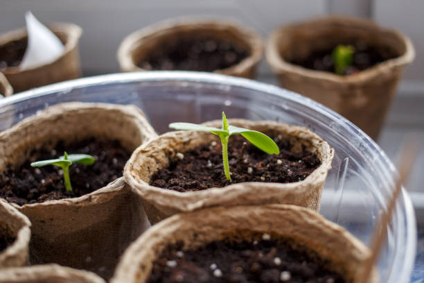 istock Image of peat pots with seedlings 1135332607
