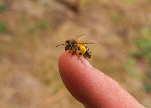 A bee collects honey from the skin of a beekeepers finger.
