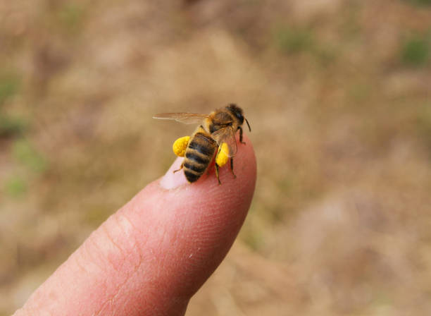 istock Bee on finger hands of the beekeeper 1135332619