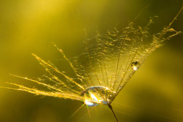 istock Drop of dew in a Tragopogons parachute 1135332789