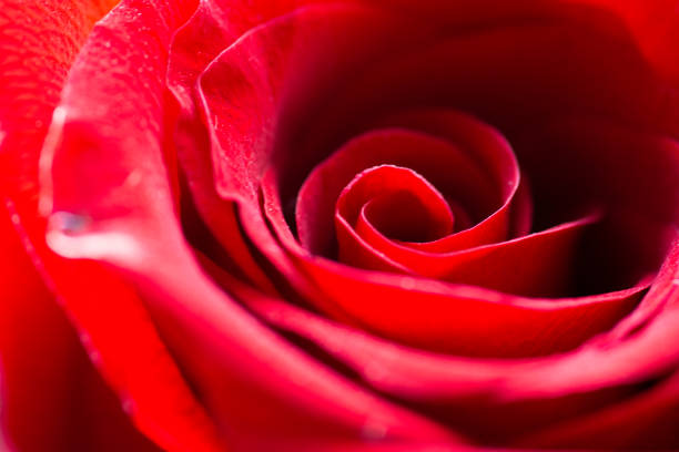 istock A beautiful red rose close up macro photo 1135332956