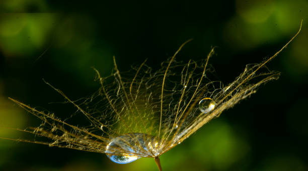 istock Drop of dew in a Tragopogons parachute 1135332986
