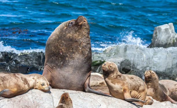 istock sealions resting in Patagoing, Argentina 1135334262