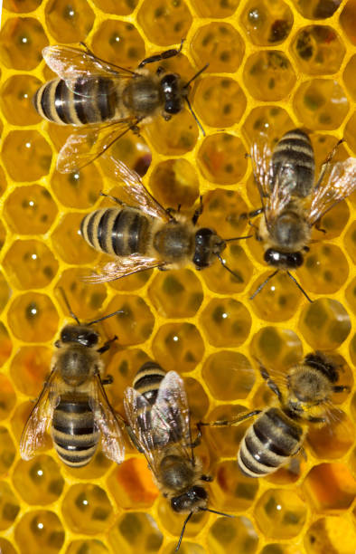 istock Nectar in new comb. Bees nectar poured into new comb to convert it into honey. 1135334300