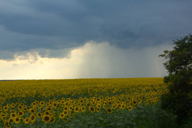 Sunflowers field. Summer sunset outdoors landscape. field of blooming sunflowers Summertime landscape. Picture of beautiful yellow sunflowers in the evening. Dramatic sky before storm
