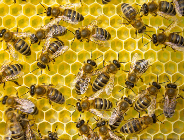 istock Bees produce wax and build honeycombs from it. 1135334870