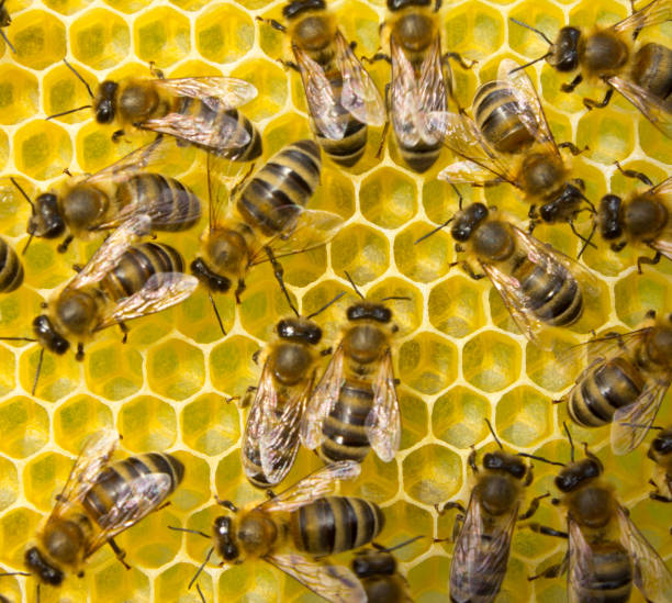 Harmonious work of team of bees to create a honeycomb.