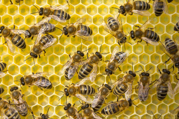 istock Harmonious work of team of bees to create a honeycomb. 1135335615