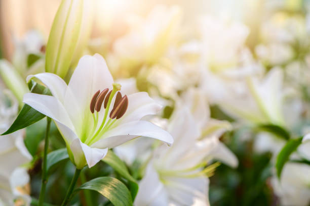 Close up white Lilly blooming in the garden., flower background