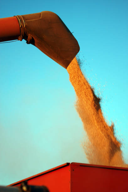 istock Combine empties Harvested Corn into a truck box 1135337870